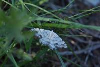 Scopula decorata