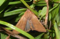 Agrochola lychnidis