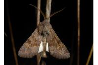 Aporophyla lueneburgensis