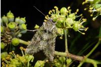 Dryobotodes eremita