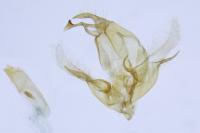Euchromius cambridgei