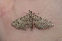 Gymnoscelis rufifasciata