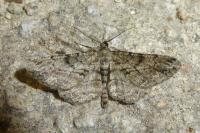 Peribatodes rhomboidaria rhomboidaria