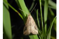 Schrankia costaestrigalis