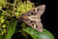Trigonophora flammea