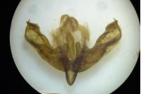 Trigonophora flammea