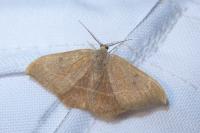 Watsonalla binaria