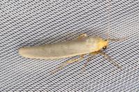Eilema caniola