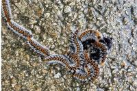 Thaumetopoea pityocampa