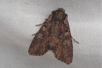 Mniotype solieri