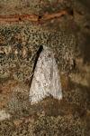 Acronicta aceris