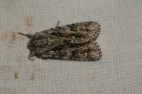 Acronicta auricoma