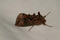 Autographa pulchrina