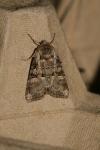 Brachylomia viminalis