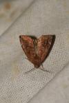 Cosmia pyralina