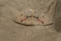 Cyclophora albipunctata