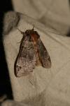 Drymonia obliterata