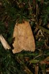Enargia paleacea