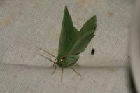Geometra papilionaria