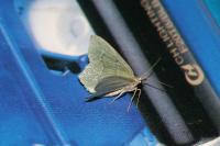 Hemithea aestivaria