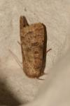 Hoplodrina octogenaria