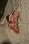 Idaea muricata