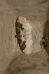 Idaea rusticata