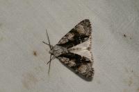 Acronicta alni