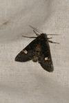 Melanchra persicariae