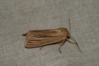 Mythimna impura