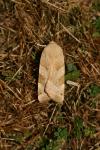 Noctua fimbriata