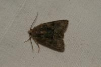 Oligia