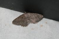 Philereme vetulata