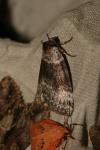Tetheella fluctuosa