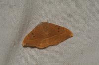 Watsonalla binaria