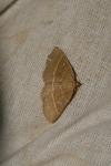 Trisateles emortualis