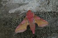 Deilephila porcellus