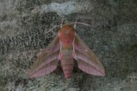 Deilephila elpenor