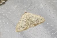 Scopula marginepunctata