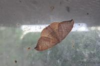 Watsonalla uncinula
