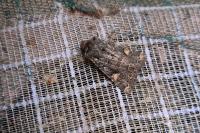 Dryobota labecula
