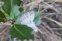 Epirrita