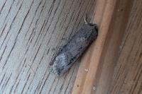 Agrotis ipsilon