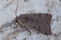 Agrochola lychnidis