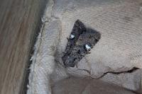Dryobota labecula