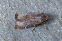 Conistra staudingeri