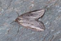 Chesias legatella