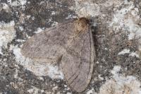 Operophtera brumata