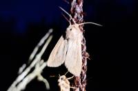 Mythimna unipuncta