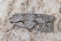 Lithophane ornitopus
